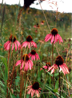 Echinacea s0069